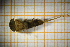  ( - OSC09_Eph.MORPH-4_4)  @11 [ ] by-nc-nd (2023) Klaudyna Królikowska University of Lodz, Faculty of Biology and Environmental Protection