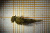  ( - OSC09_Eph.MORPH-4_5)  @11 [ ] by-nc-nd (2023) Klaudyna Królikowska University of Lodz, Faculty of Biology and Environmental Protection