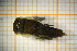  ( - OSC09_Eph.MORPH-6_1)  @11 [ ] by-nc-nd (2023) Klaudyna Królikowska University of Lodz, Faculty of Biology and Environmental Protection