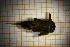  ( - OSC09_Eph.MORPH-6_2)  @11 [ ] by-nc-nd (2023) Klaudyna Królikowska University of Lodz, Faculty of Biology and Environmental Protection
