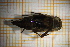  ( - OSC09_Eph.MORPH-6_3)  @11 [ ] by-nc-nd (2023) Klaudyna Królikowska University of Lodz, Faculty of Biology and Environmental Protection