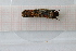  ( - OSC09_Tri.MORPH-1_1)  @11 [ ] by-nc-nd (2023) Klaudyna Królikowska University of Lodz, Faculty of Biology and Environmental Protection