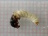  ( - OSC09_Tri.MORPH-4_1)  @11 [ ] by-nc-nd (2023) Klaudyna Królikowska University of Lodz, Faculty of Biology and Environmental Protection