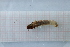  ( - OSC09_Tri.MORPH-6_2)  @11 [ ] by-nc-nd (2023) Klaudyna Królikowska University of Lodz, Faculty of Biology and Environmental Protection