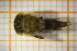  ( - OSC10_Eph.MORPH-2_2)  @11 [ ] by-nc-nd (2023) Klaudyna Królikowska University of Lodz, Faculty of Biology and Environmental Protection