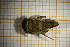  ( - OSC10_Eph.MORPH-2_3)  @11 [ ] by-nc-nd (2023) Klaudyna Królikowska University of Lodz, Faculty of Biology and Environmental Protection
