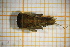  ( - OSC10_Eph.MORPH-2_5)  @11 [ ] by-nc-nd (2023) Klaudyna Królikowska University of Lodz, Faculty of Biology and Environmental Protection