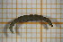  ( - OSC11_Dip.MORPH-3_3)  @11 [ ] by-nc-nd (2023) Klaudyna Królikowska University of Lodz, Faculty of Biology and Environmental Protection