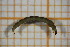  ( - OSC11_Dip.MORPH-4_1)  @11 [ ] by-nc-nd (2023) Klaudyna Królikowska University of Lodz, Faculty of Biology and Environmental Protection