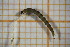  ( - OSC11_Dip.MORPH-4_3)  @11 [ ] by-nc-nd (2023) Klaudyna Królikowska University of Lodz, Faculty of Biology and Environmental Protection