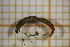  ( - OSC11_Dip.MORPH-4_4)  @11 [ ] by-nc-nd (2023) Klaudyna Królikowska University of Lodz, Faculty of Biology and Environmental Protection