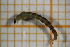  ( - OSC11_Dip.MORPH-4_5)  @11 [ ] by-nc-nd (2023) Klaudyna Królikowska University of Lodz, Faculty of Biology and Environmental Protection