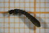  ( - OSC13_Dip.MORPH-1_1)  @11 [ ] by-nc-nd (2023) Klaudyna Królikowska University of Lodz, Faculty of Biology and Environmental Protection
