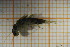  (Isoperla vjosae - OSC13_Ple.MORPH-3_1)  @11 [ ] by-nc-nd (2023) Klaudyna Królikowska University of Lodz, Faculty of Biology and Environmental Protection
