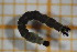  ( - OSC15_Dip.MORPH-1_1)  @11 [ ] by-nc-nd (2023) Klaudyna Królikowska University of Lodz, Faculty of Biology and Environmental Protection