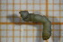  ( - OSC15_Dip.MORPH-2_1)  @11 [ ] by-nc-nd (2023) Klaudyna Królikowska University of Lodz, Faculty of Biology and Environmental Protection
