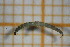  ( - OSC15_Dip.MORPH-4_1)  @11 [ ] by-nc-nd (2023) Klaudyna Królikowska University of Lodz, Faculty of Biology and Environmental Protection