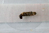  ( - OSC16_Tri.MORPH-3_3)  @11 [ ] by-nc-nd (2023) Klaudyna Królikowska University of Lodz, Faculty of Biology and Environmental Protection