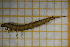  ( - OSS02_Col.MORPH-2_1)  @11 [ ] by-nc-nd (2023) Klaudyna Królikowska University of Lodz, Faculty of Biology and Environmental Protection