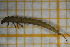  ( - OSS03_Col.MORPH-1_3)  @11 [ ] by-nc-nd (2023) Klaudyna Królikowska University of Lodz, Faculty of Biology and Environmental Protection