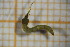  ( - OSS06_Dip.MORPH-4_1)  @11 [ ] by-nc-nd (2023) Klaudyna Królikowska University of Lodz, Faculty of Biology and Environmental Protection