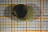  (Radix relicta - OSS06_Gas.MORPH-3_4)  @11 [ ] by-nc-nd (2023) Klaudyna Królikowska University of Lodz, Faculty of Biology and Environmental Protection