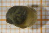  ( - OSS06_Gas.MORPH-3_5)  @11 [ ] by-nc-nd (2023) Klaudyna Królikowska University of Lodz, Faculty of Biology and Environmental Protection