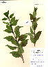  (Ligustrum ovalifolium - OMH-C08)  @11 [ ] CreativeCommons - Attribution Non-Commercial Share-Alike (2011) James Tosh Natural History Museum, London