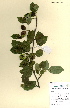  (Malus sp - FUV-CH02)  @11 [ ] CreativeCommons - Attribution Non-Commercial Share-Alike (2011) James Tosh Natural History Museum, London