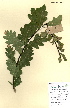  ( - FUV-CH09)  @11 [ ] CreativeCommons - Attribution Non-Commercial Share-Alike (2011) James Tosh Natural History Museum, London