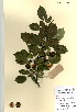  (Malus cf.x robusta - FUV-CH14)  @11 [ ] CreativeCommons - Attribution Non-Commercial Share-Alike (2011) James Tosh Natural History Museum, London