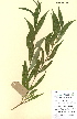  ( - FUV-CH40)  @11 [ ] CreativeCommons - Attribution Non-Commercial Share-Alike (2011) James Tosh Natural History Museum, London