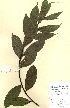  (Salix sp - NHM24)  @11 [ ] CreativeCommons - Attribution Non-Commercial Share-Alike (2012) James Tosh Natural History Museum, London