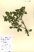  (Prunus domestica subsp. insititia - OMH-A28)  @11 [ ] CreativeCommons - Attribution Non-Commercial Share-Alike (2011) James Tosh Natural History Museum, London