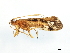  ( - 08ONCAD-0682.1)  @13 [ ] CreativeCommons - Attribution (2010) Unspecified Centre for Biodiversity Genomics