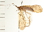  (Pycnopsyche limbata - 08ONCAD-0811)  @13 [ ] CreativeCommons - Attribution (2008) Unspecified Centre for Biodiversity Genomics