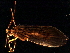  ( - 08ONCAD-0028)  @12 [ ] CreativeCommons - Attribution (2008) Unspecified Centre for Biodiversity Genomics