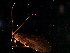  ( - 08ONCAD-0035)  @13 [ ] CreativeCommons - Attribution (2008) Unspecified Centre for Biodiversity Genomics
