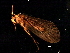  ( - 08ONCAD-0036)  @12 [ ] CreativeCommons - Attribution (2008) Unspecified Centre for Biodiversity Genomics