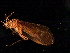  ( - 08ONCAD-0037)  @12 [ ] CreativeCommons - Attribution (2008) Unspecified Centre for Biodiversity Genomics