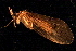  ( - 08ONCAD-0038)  @12 [ ] CreativeCommons - Attribution (2008) Unspecified Centre for Biodiversity Genomics
