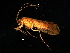  ( - 08ONCAD-0076)  @14 [ ] CreativeCommons - Attribution (2008) Unspecified Centre for Biodiversity Genomics