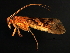  ( - 08ONCAD-0181)  @13 [ ] CreativeCommons - Attribution (2008) Unspecified Centre for Biodiversity Genomics