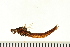  ( - 08ONMAY-0050)  @13 [ ] CreativeCommons - Attribution (2008) Unspecified Centre for Biodiversity Genomics