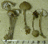  (Mycena clarkeana - 150935)  @11 [ ] CreativeCommons - Attribution Non-Commercial Share-Alike (2010) Unspecified Royal Ontario Museum