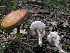  (Austroboletus gracilis - TRTC156074)  @11 [ ] CreativeCommons - Attribution Non-Commercial Share-Alike (2010) Unspecified Royal Ontario Museum