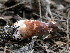  (Gyroporus purpurinus - TRTC156084)  @11 [ ] CreativeCommons - Attribution Non-Commercial Share-Alike (2010) Unspecified Royal Ontario Museum