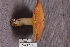 ( - TRTC156958)  @11 [ ] CreativeCommons - Attribution Non-Commercial Share-Alike (2010) Unspecified Royal Ontario Museum