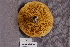  ( - TRTC156958)  @11 [ ] CreativeCommons - Attribution Non-Commercial Share-Alike (2010) Unspecified Royal Ontario Museum