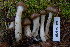  (Hygrophorus olivaceoalbus - TRTC156979)  @11 [ ] CreativeCommons - Attribution Non-Commercial Share-Alike (2010) Unspecified Royal Ontario Museum